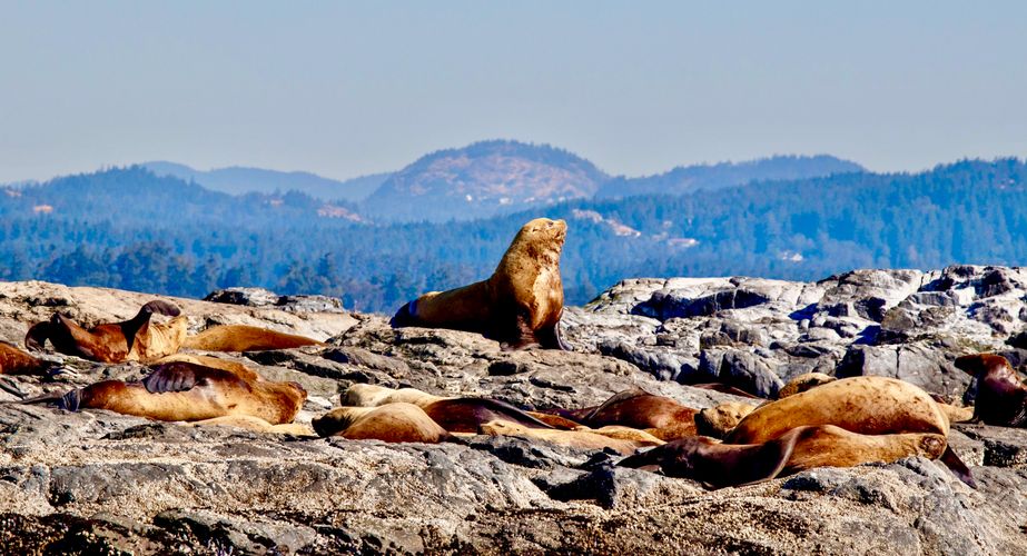 Zeeleeuwen voor de kust van Canada Zeeleeuwen voor de kust van Canada